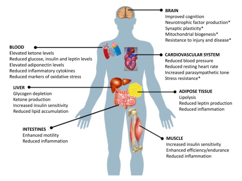 Functional effects and major cellular and molecular responses of various organ systems to IF
